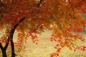 Debra Reble Autumn's Beauty Reminds Us to Look Within