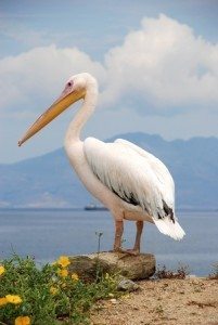 Debra Reble The Pelican: A Metaphor of Transformation