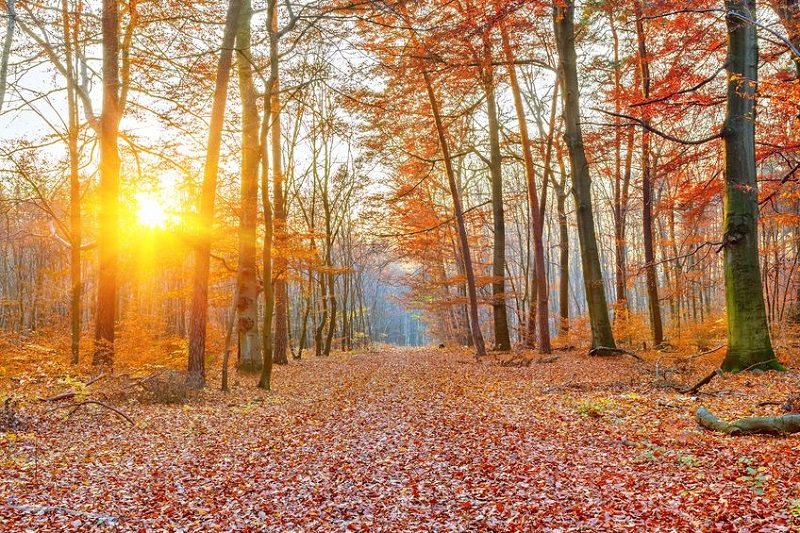 Autumn: A Time of Transformation by Debra Reble